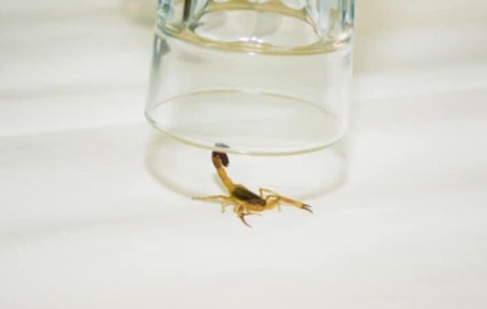 Recolectan alacranes vivos para hacer antídoto