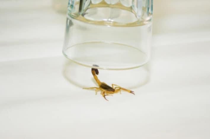 Recolectan alacranes vivos para hacer antídoto