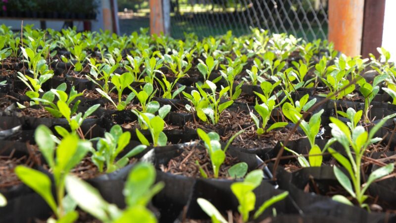 El vivero municipal ofrece importantes ofertas de plantines