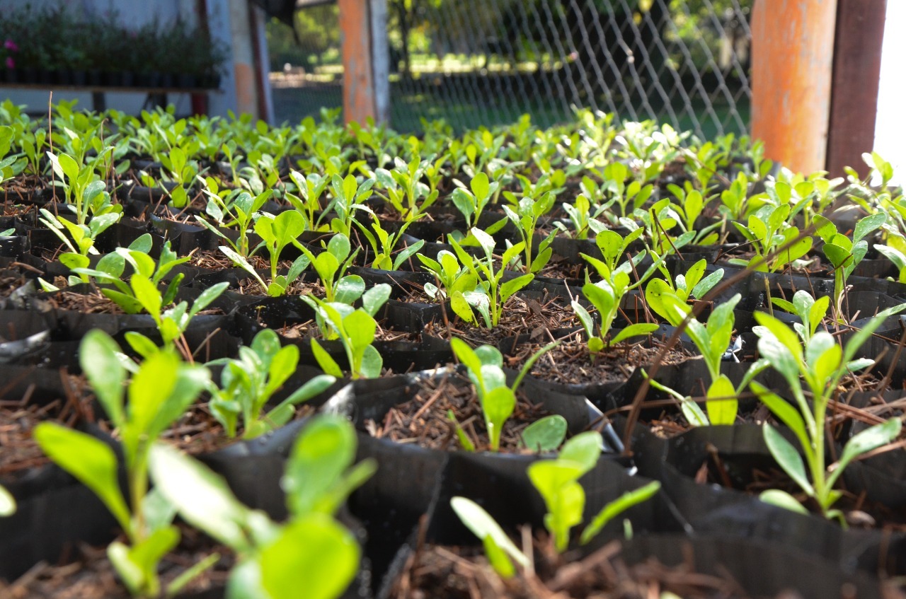 El vivero municipal ofrece importantes ofertas de plantines