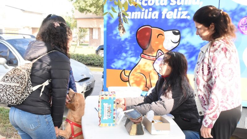Castración de mascotas en Avellaneda: Conseguí tu turno