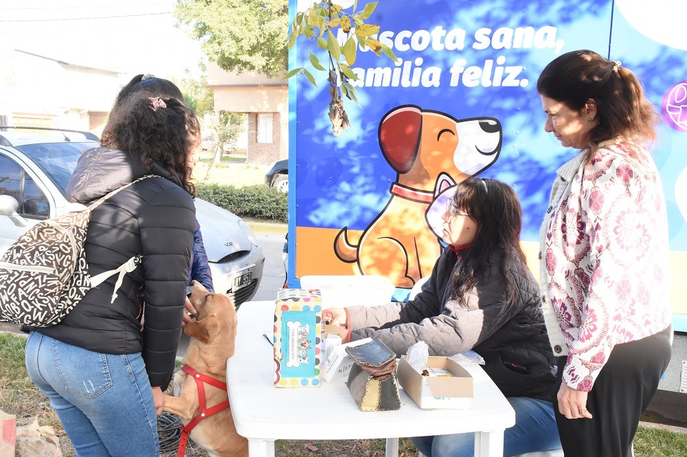Castración de mascotas en Avellaneda: Conseguí tu turno
