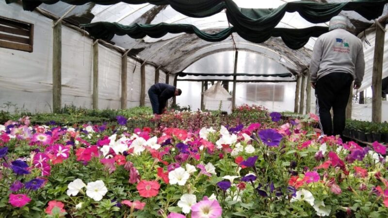 Ofrecen plantines de temporada en el Vivero Municipal