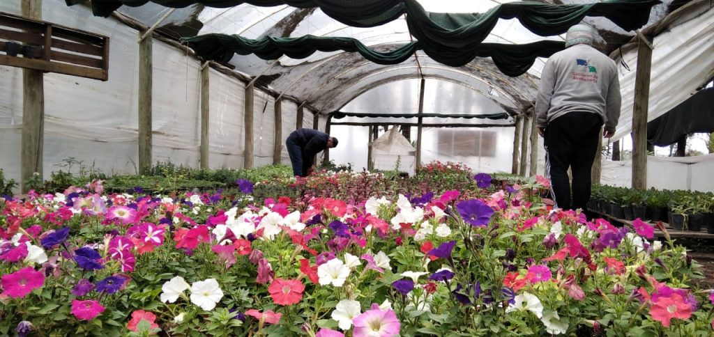 Ofrecen plantines de temporada en el Vivero Municipal