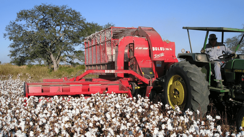 El algodón de fibras extralargas del INTA llega a la industria textil