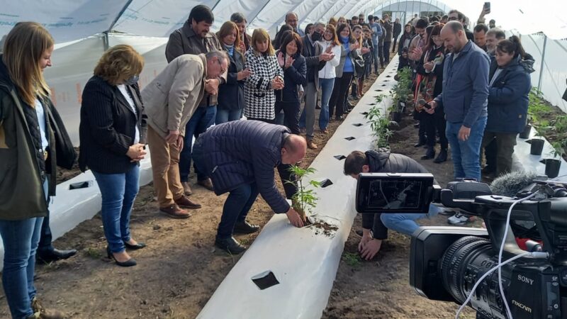 Santa Fe comienza con el cultivo de cannabis medicinal