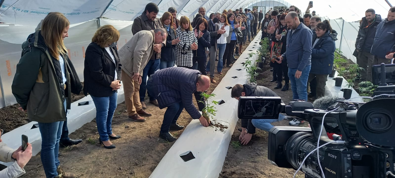 Santa Fe comienza con el cultivo de cannabis medicinal