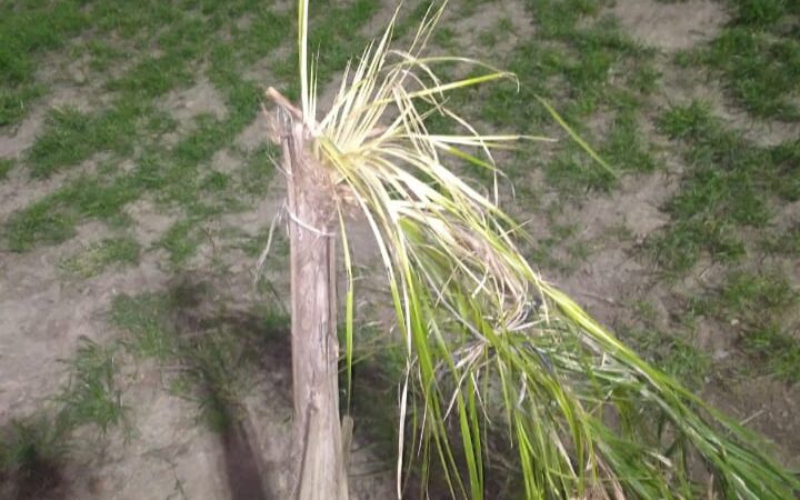 Vandalizaron el nuevo anfiteatro de Reconquista