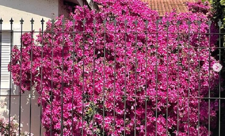 Reconquista | Mirá como están floreciendo las azaleas