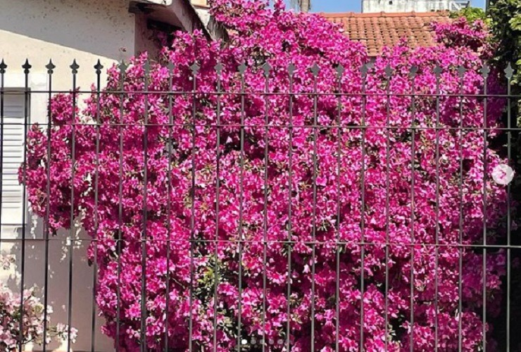 Reconquista | Mirá como están floreciendo las azaleas