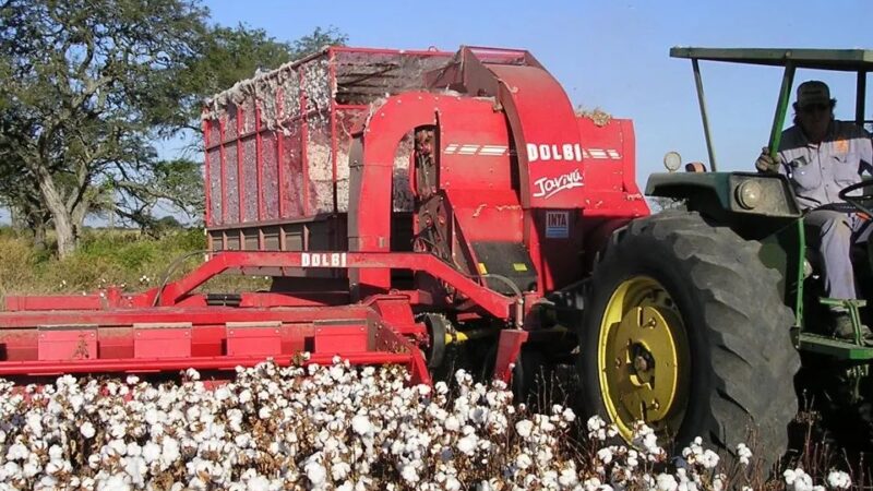 Línea de créditos sin interés para algodoneros de Romang