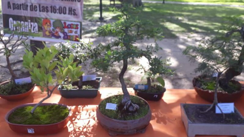 Malabrigo prepara la 4ta Expo Bonsai