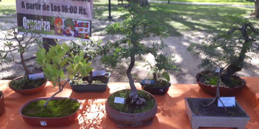 Malabrigo prepara la 4ta Expo Bonsai