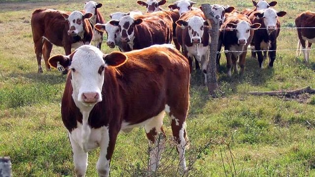 Rosgan: cayó 14 % la faena en febrero y crecen las señales de retención ganadera