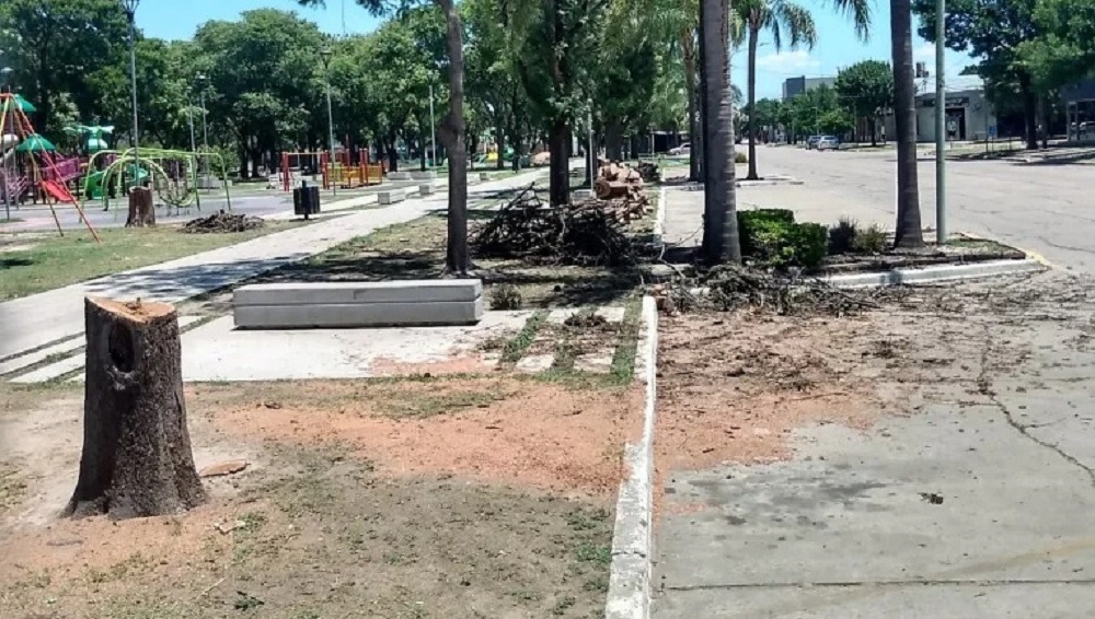 Avellaneda | Extraen árboles viejos y secos en la Plaza Central