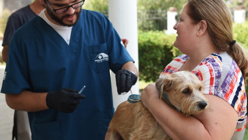 Castración y vacunación gratis para tu perro o gato: fechas y lugares en Reconquista y Avellaneda