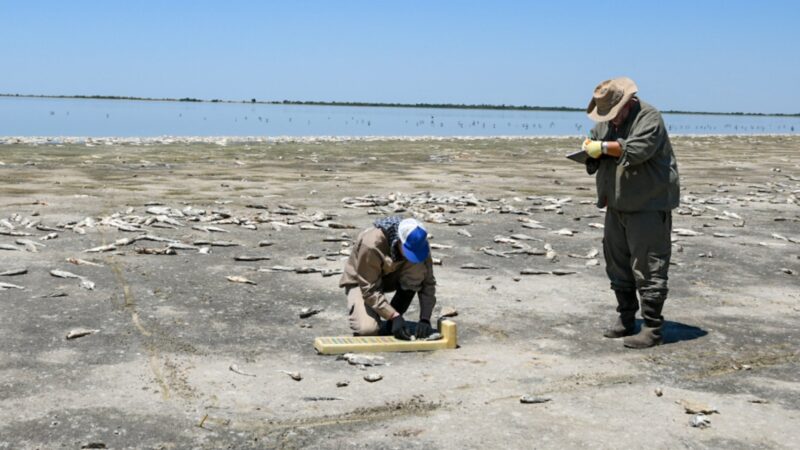 Analizan la mortandad de peces en la Laguna del Plata