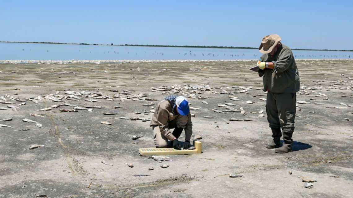 Analizan la mortandad de peces en la Laguna del Plata