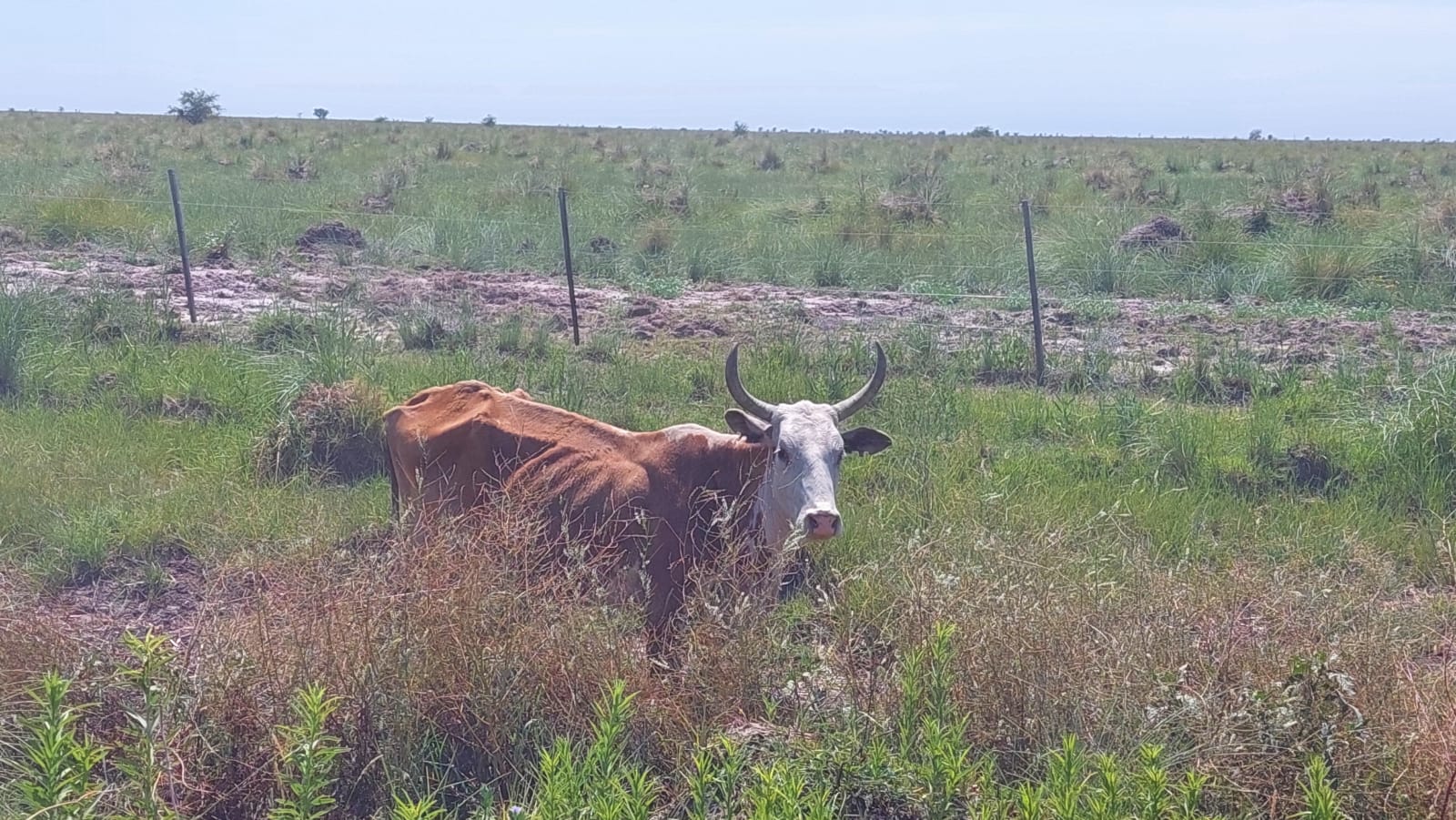 Alerta amarilla en el sector cárnico bovino de Santa Fe