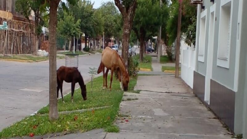 Alerta por animales sueltos en las calles de Reconquista