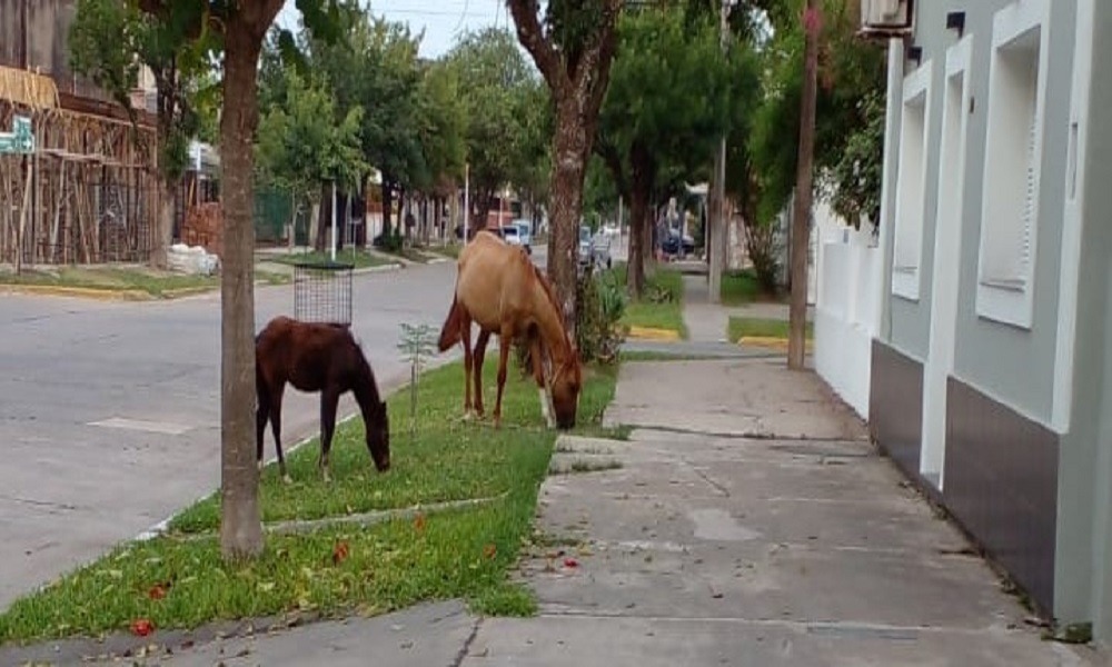 Alerta por animales sueltos en las calles de Reconquista