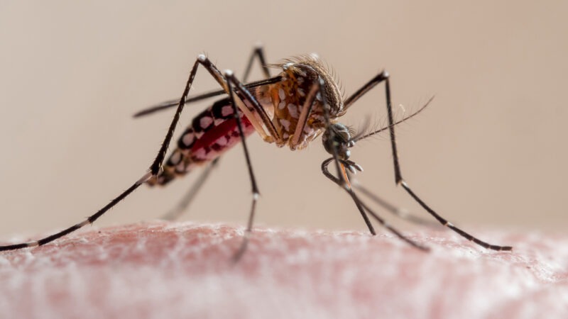 Avellaneda: refuerzan operativos por aumento de mosquitos del dengue