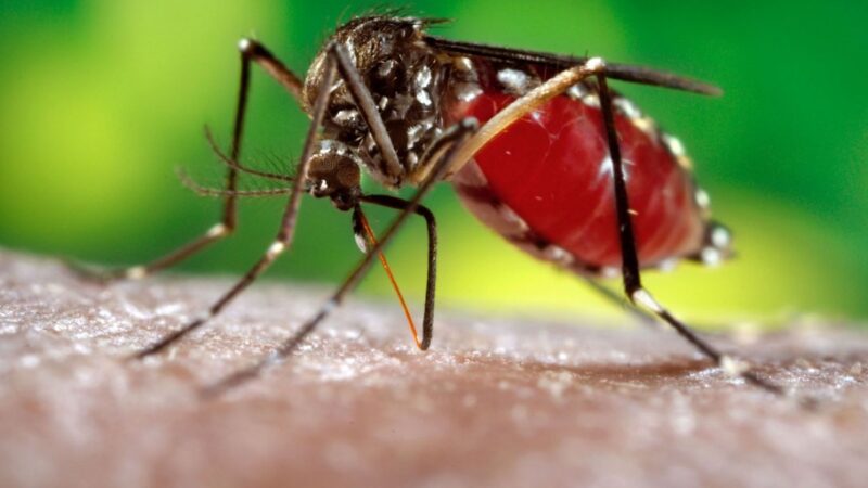 Nuevos casos autóctonos de dengue en la provincia de Santa Fe
