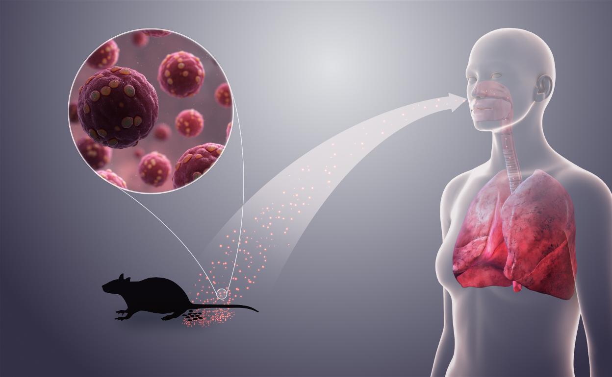 Hantavirus| Muere un niño en el Hospital Central Reconquista