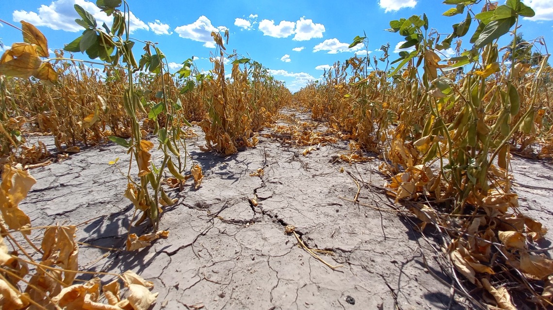 La sequía truncó la proyección de maíz y girasol