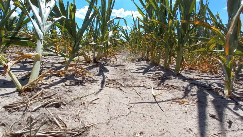 Santa Fe | Prorrogan la emergencia agropecuaria por la sequía