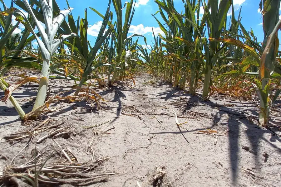 Santa Fe | Prorrogan la emergencia agropecuaria por la sequía