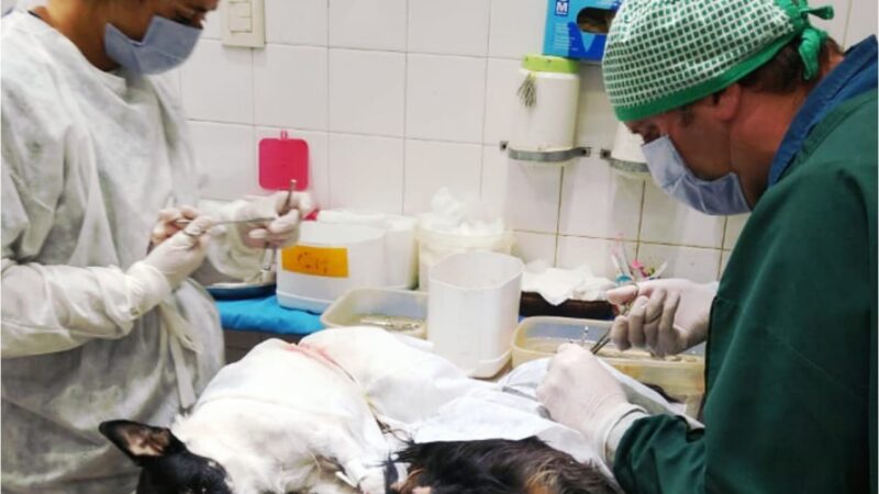 Reconquista| Realizaron más de mil castraciones gratuitas
