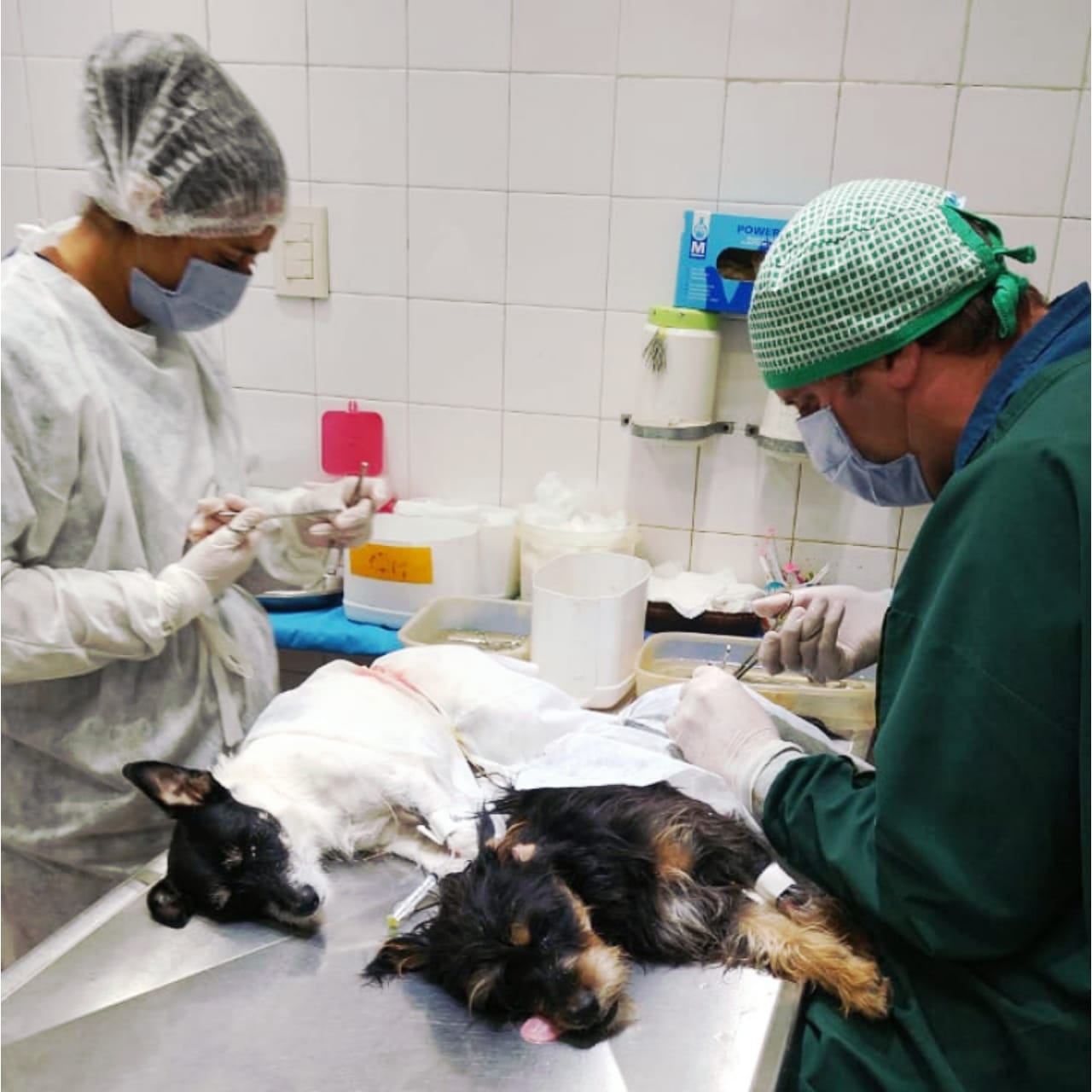 Reconquista| Realizaron más de mil castraciones gratuitas