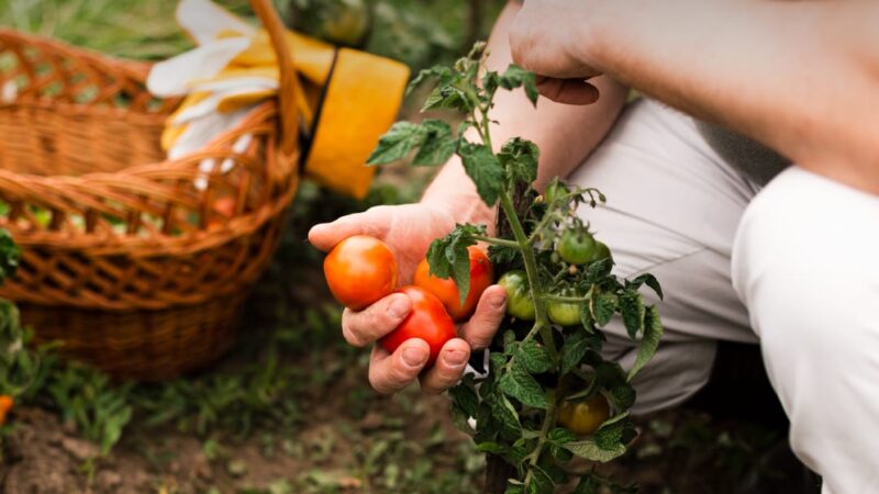 Reconquista| Cuándo se hace en mi barrio el taller «Huerta en Casa»
