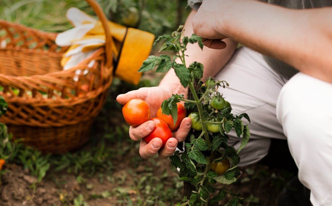 Reconquista| Cuándo se hace en mi barrio el taller «Huerta en Casa»