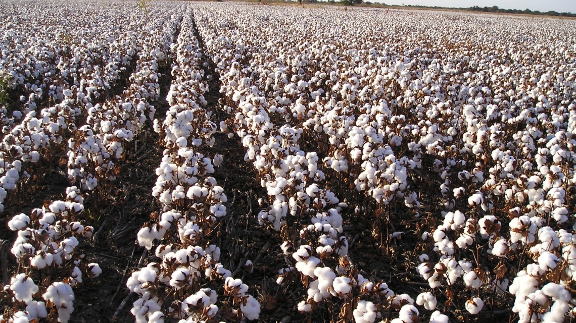 Abren la inscripción al Registro Nacional de Productores Algodoneros