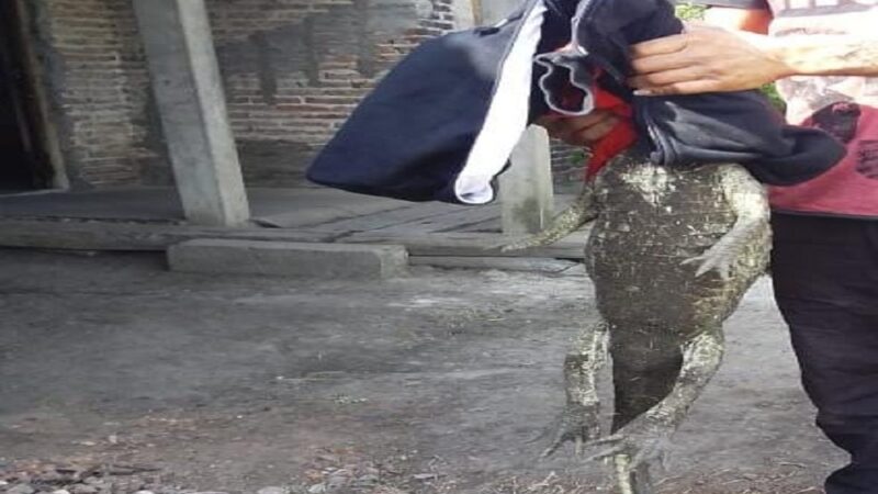 Intiyaco| Un yacaré intentó morder a una nena que miraba televisión