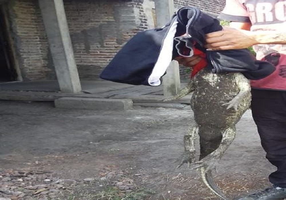 Intiyaco| Un yacaré intentó morder a una nena que miraba televisión