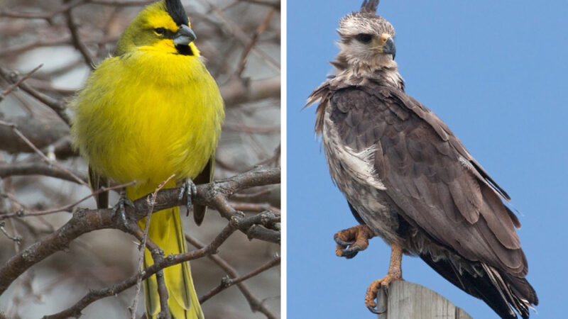 Las Gamas: Capacitación para la conservación del Águila Coronada y el Cardenal Amarillo