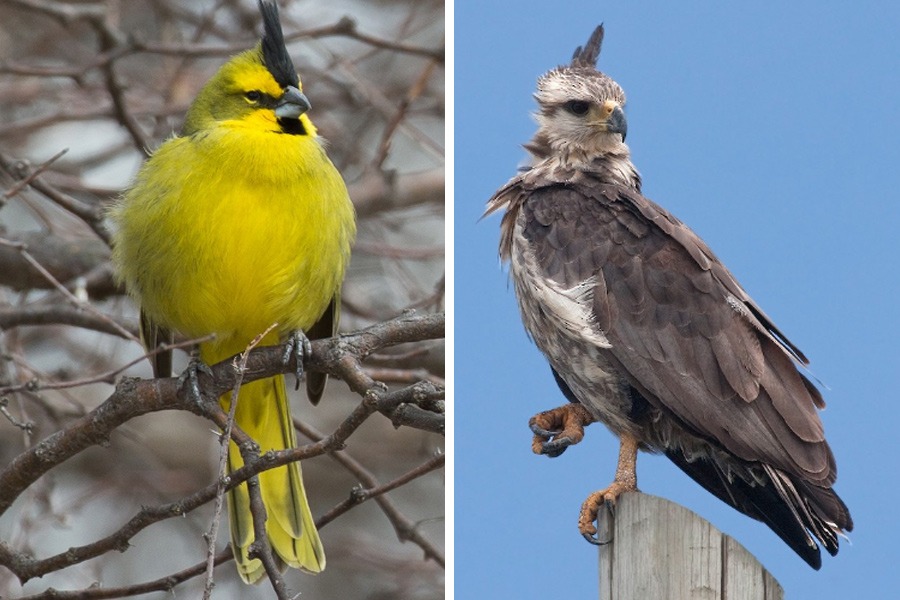 Las Gamas: Capacitación para la conservación del Águila Coronada y el Cardenal Amarillo