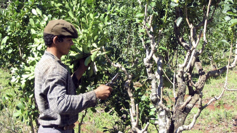 Grave crisis en el sector yerbatero: la producción cayó más del 30%