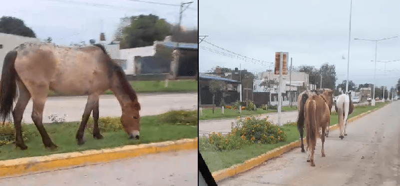 Reconquista: alertan por caballos sueltos Chacabuco y Lovato