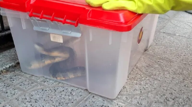 Avellaneda: Mirá la serpiente que encontraron en el motor de un auto