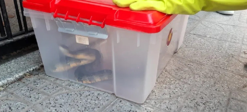 Avellaneda: Mirá la serpiente que encontraron en el motor de un auto