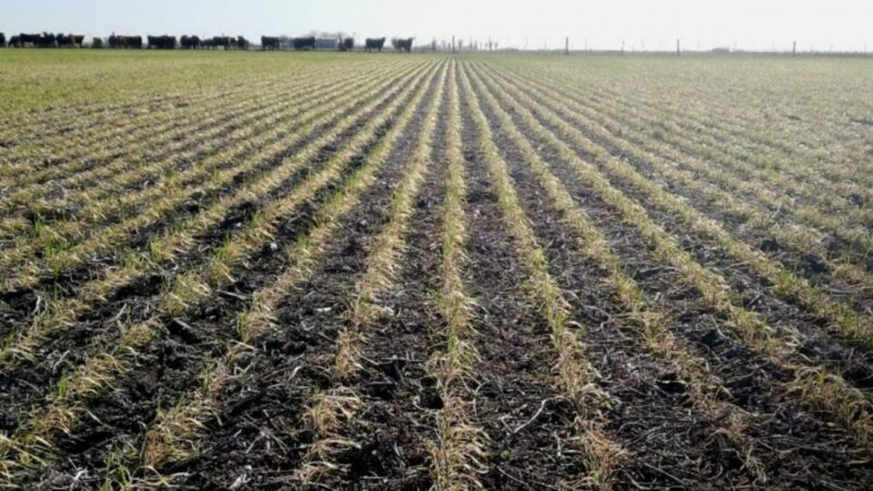 Precipitaciones normales para el norte de Santa Fe, según INTA