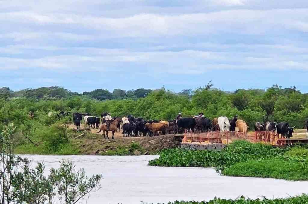 Villa Ocampo: mañana retiran el Puente Flotante del Paraná Miní