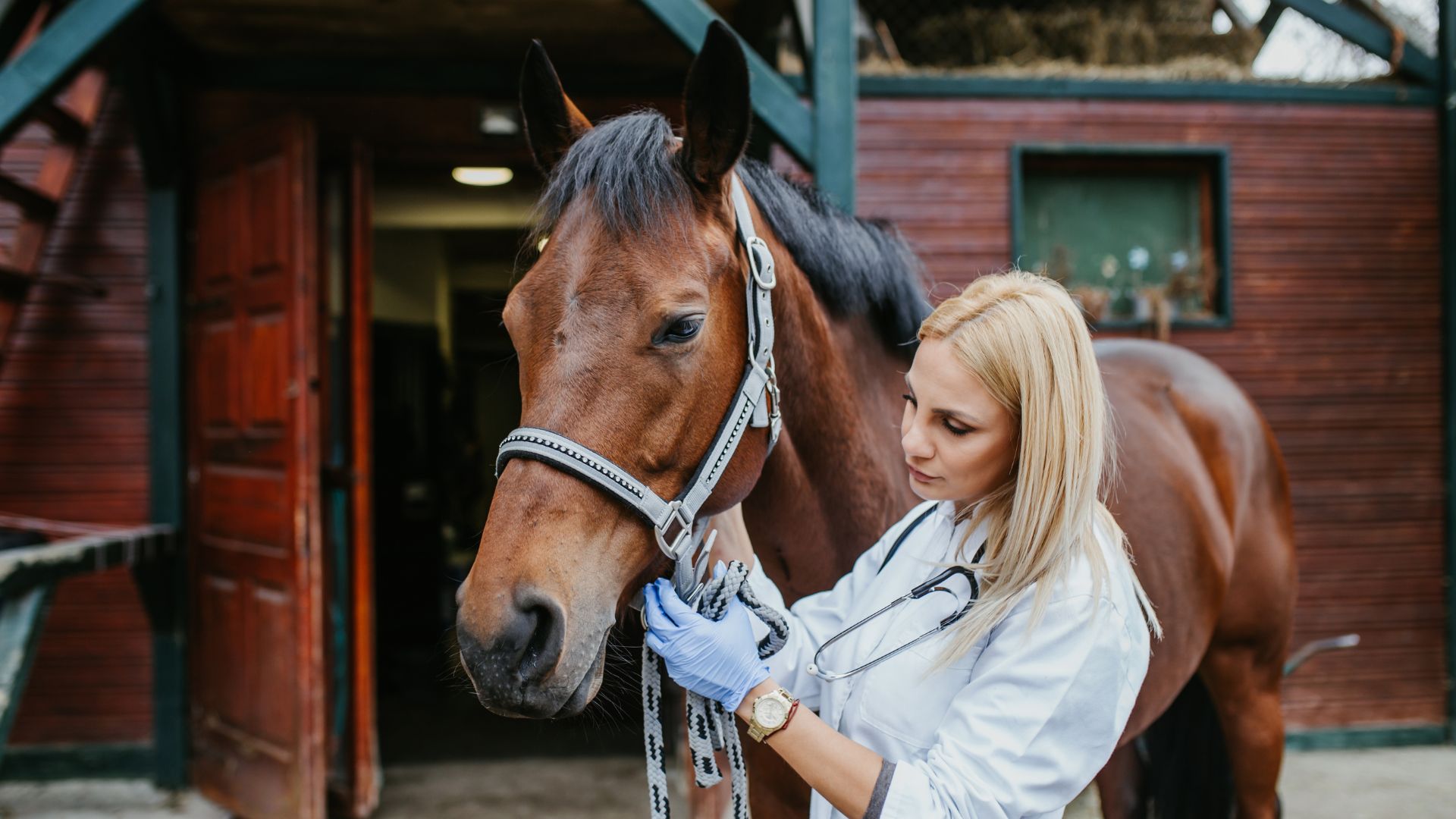 Senasa aprobó certificado digital para vacunación de caballos
