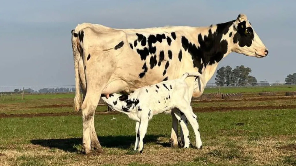 ALERTA: la leucosis bovina se extendió en rodeos de carne argentinos