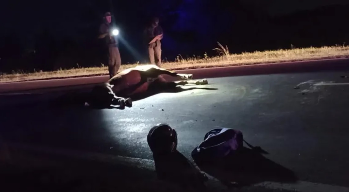Una vaca suelta provocó un siniestro vial en la Ruta Provincial 1