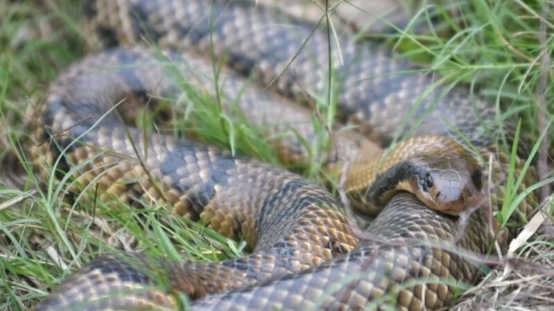 La crecida del río favorece la aparición de serpientes y otras especies